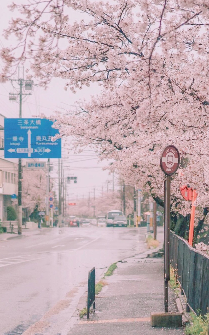 手机壁纸高清 少女心樱花城市风景图片手机壁纸 Cct52剧情网